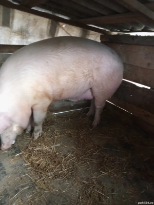 Porcii de Tara - imagine 5