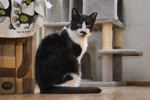 Charlie motan cuminte cu FIV adoptie - imagine 2