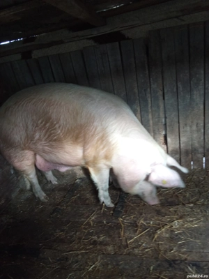 Porcii de Tara - imagine 3