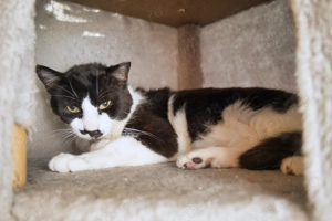 Charlie motan cuminte cu FIV adoptie - imagine 4