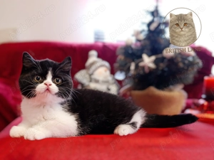 British Shorthair  - imagine 3