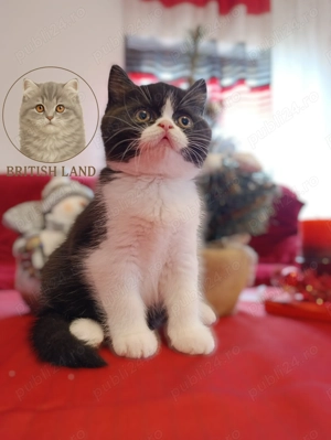 British Shorthair  - imagine 5