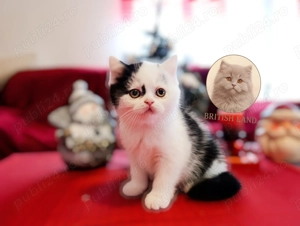 British Shorthair  - imagine 4