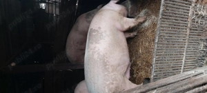 Disponibil pentru Craciun - imagine 3