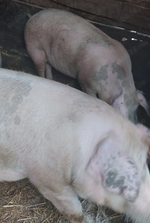 Disponibil pentru Craciun - imagine 2