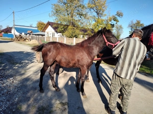 Vând mânz armăsar 