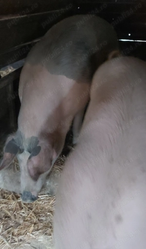 Disponibil pentru Craciun - imagine 4