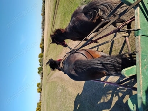 Vând mânz armăsar  - imagine 5