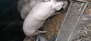 Disponibil pentru Craciun - imagine 5