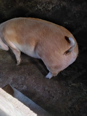 Vând porcii !!! - imagine 3