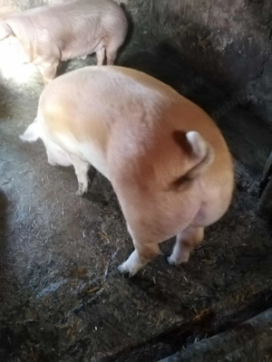 Vând porcii !!!