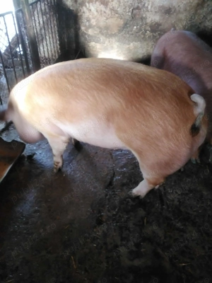 Vând porcii !!! - imagine 4