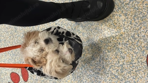 Vand pui bichon maltez - imagine 2