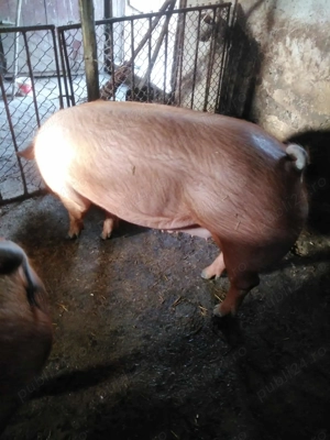 Vând porcii !!! - imagine 2