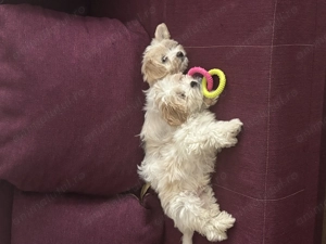 Vand pui bichon maltez - imagine 3