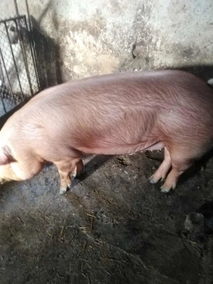 Vând porcii !!! - imagine 5