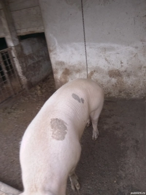 Trei purcele de vazare de 140,180 kilograme  - imagine 2