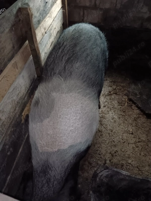 Vând scroafa baza  - imagine 4