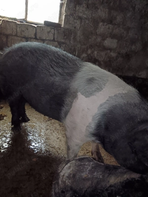 Vând scroafa baza  - imagine 3