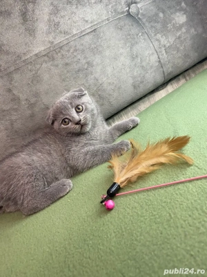 Pisicuțe scottish straight si scottish fold shorthair și longhair - imagine 3