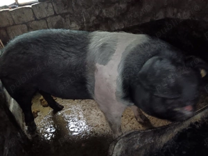 Vând scroafa baza  - imagine 5