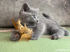 Pisicuțe scottish straight si scottish fold shorthair și longhair - imagine 2