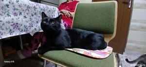 Donez pisic - imagine 2