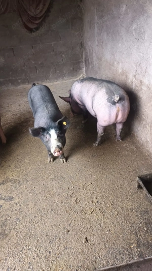 Vand porci crescuti in gospodarie  - imagine 2