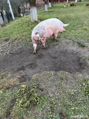 vand scroafa marele alb