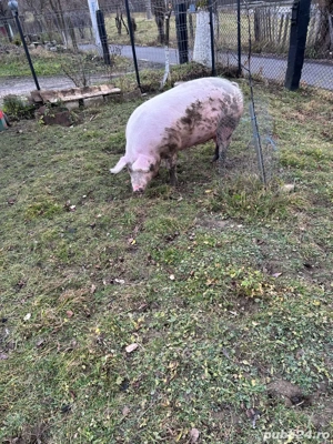 vand scroafa marele alb - imagine 4