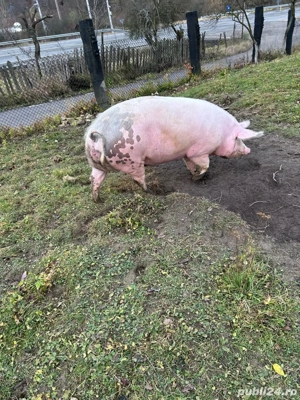 vand porc pentru sacrificat 