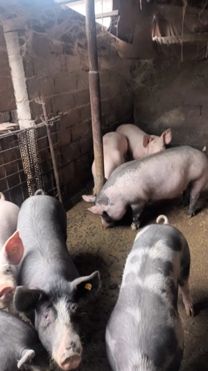 Vand porci crescuti in gospodarie  - imagine 3