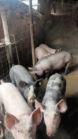 Vand porci crescuti in gospodarie  - imagine 4