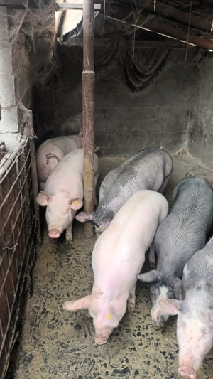 Vand porci crescuti in gospodarie  - imagine 5