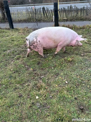 vand scroafa marele alb - imagine 3