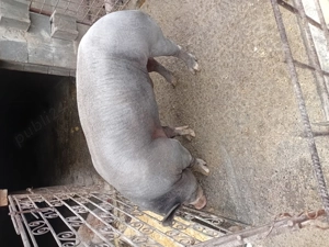 De vînzare vier de 10 luni 