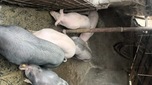 Vand porci crescuti in gospodarie 