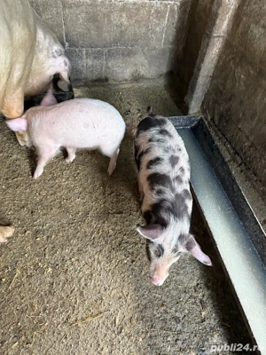 purcei de vanzare  - imagine 2