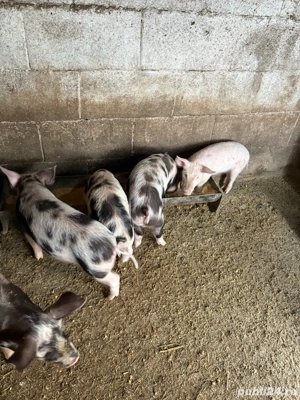 purcei de vanzare  - imagine 3