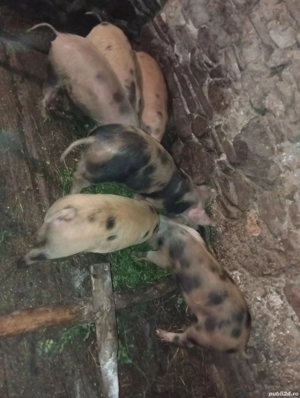 Purceii     - imagine 3