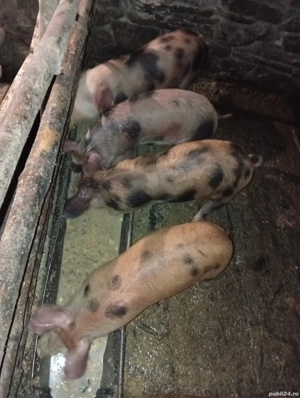 Purceii     - imagine 4