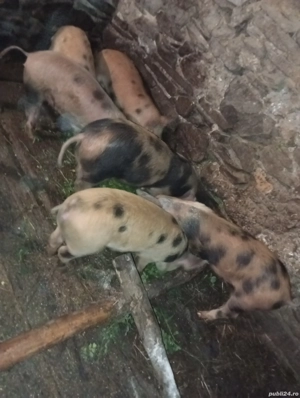 Purceii     - imagine 2