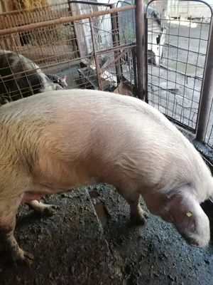 Porc de vânzare 