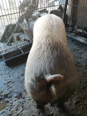 Porc de vânzare  - imagine 2