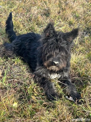 vand catel de intors