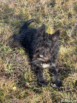 vand catel de intors - imagine 3