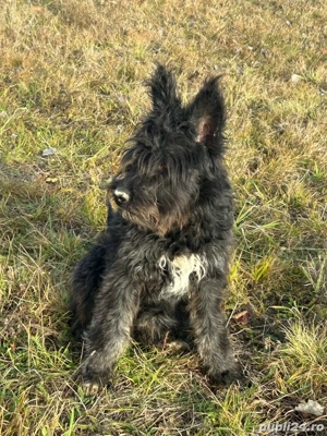 vand catel de intors - imagine 2