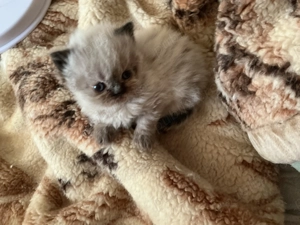 Pisicuța persana chincilla silver shaded - imagine 4