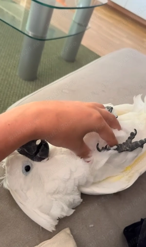 Vand Kakadu alb extrem de bland - 2 ani - imagine 3