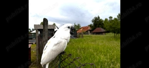 Vand Kakadu alb extrem de bland - 2 ani - imagine 4